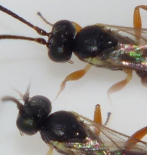Lysibia nana